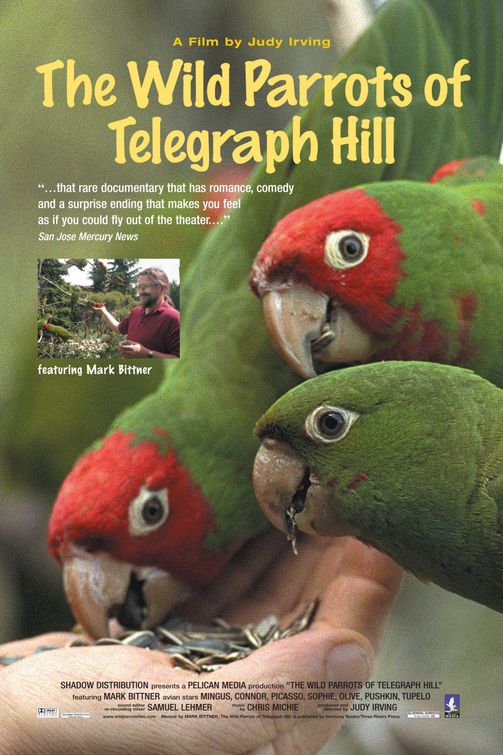 The Wild Parrots of Telegraph Hill Movie Poster