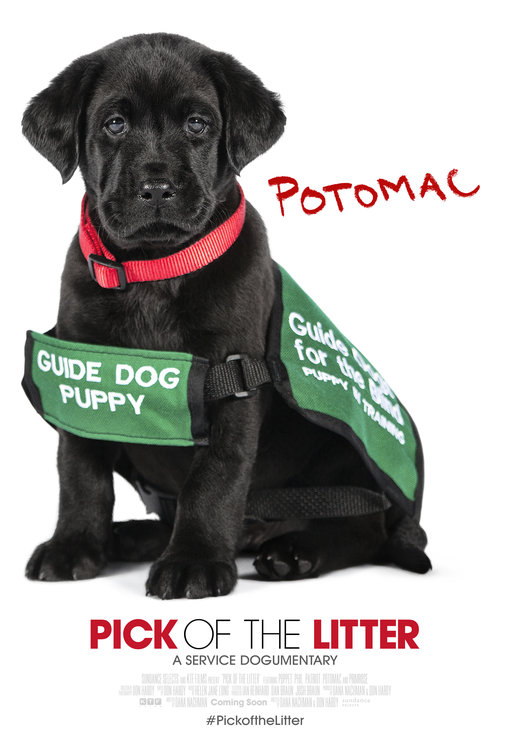 Pick of the Litter Movie Poster