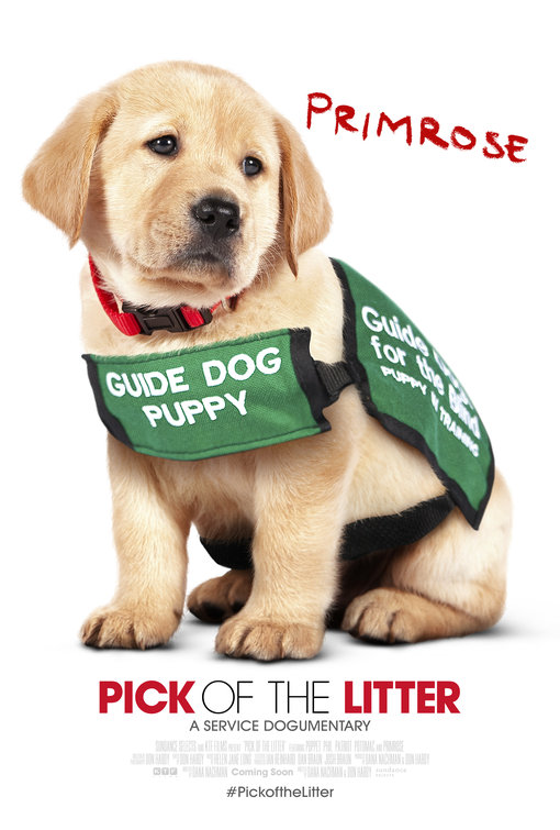 Pick of the Litter Movie Poster