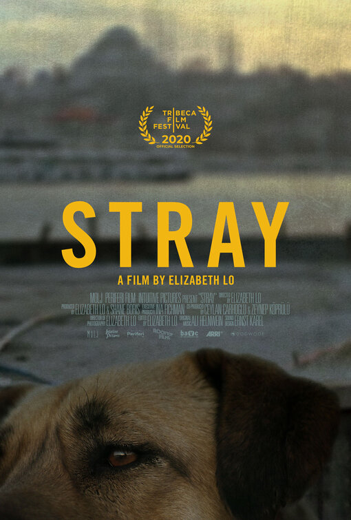 Stray Movie Poster