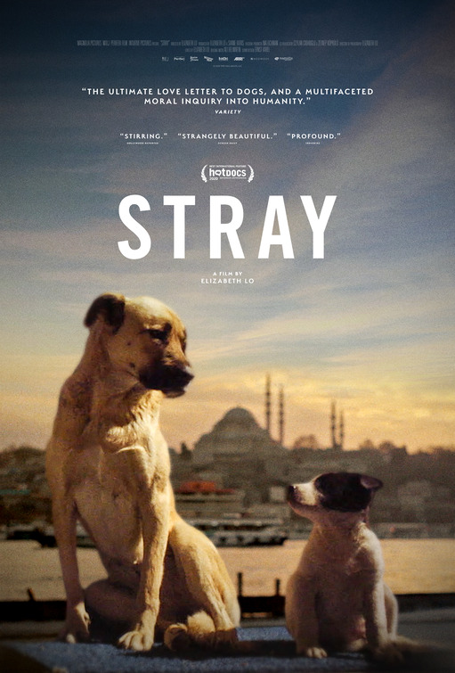 Stray Movie Poster